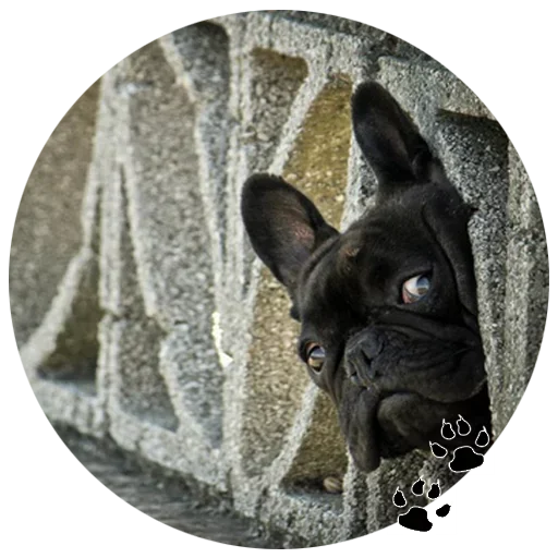 🐶 Стикер «Cute Dogs» для Telegram