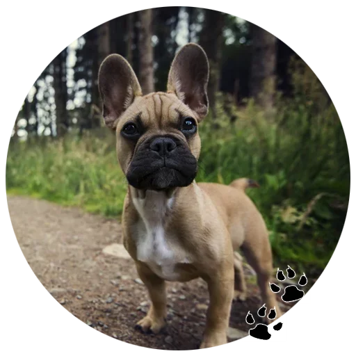 🐶 Стикер «Cute Dogs» для Telegram