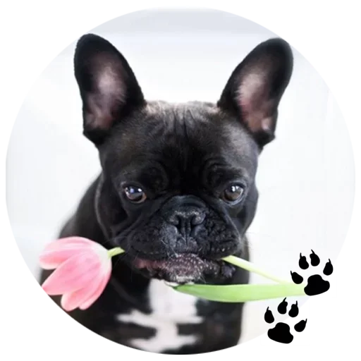 🐶 Стикер «Cute Dogs» для Telegram