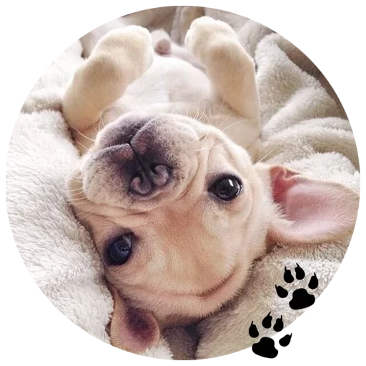 🐶 Стикер «Cute Dogs» для Telegram