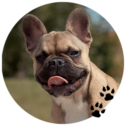 🐶 Стикер «Cute Dogs» для Telegram