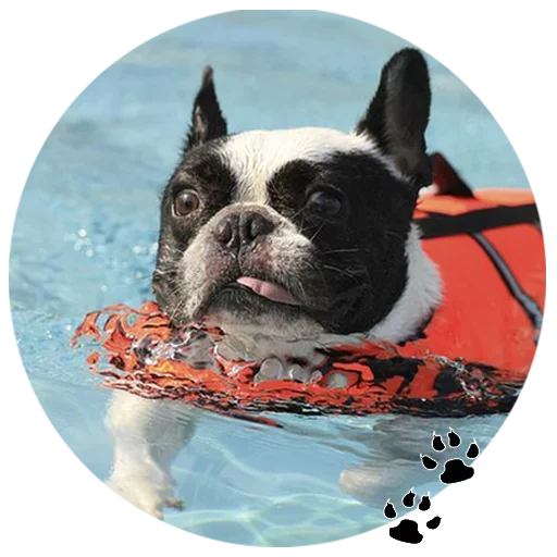 🐶 Стикер «Cute Dogs» для Telegram