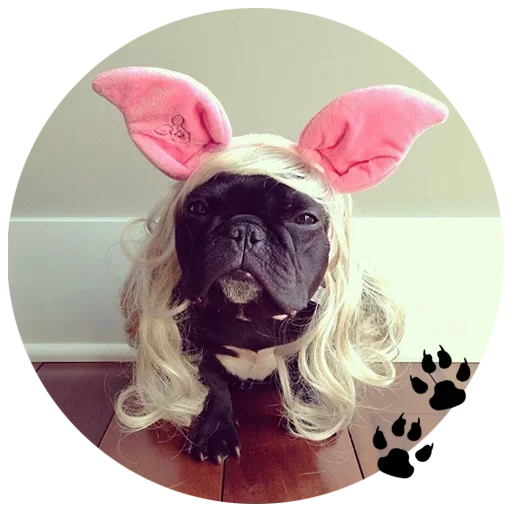🐶 Стикер «Cute Dogs» для Telegram