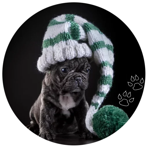 🐶 Стикер «Cute Dogs» для Telegram