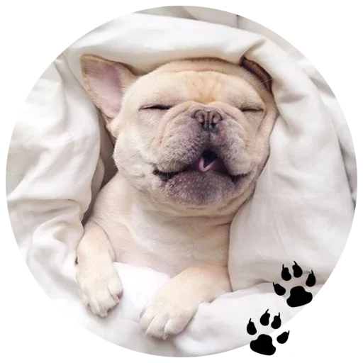 🐶 Стикер «Cute Dogs» для Telegram
