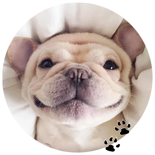 🐶 Стикер «Cute Dogs» для Telegram