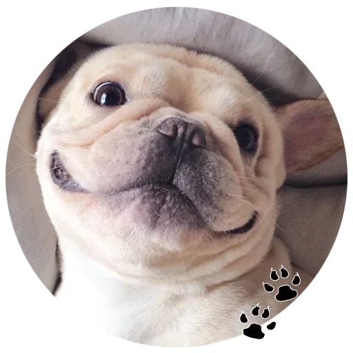 🐶 Стикер «Cute Dogs» для Telegram