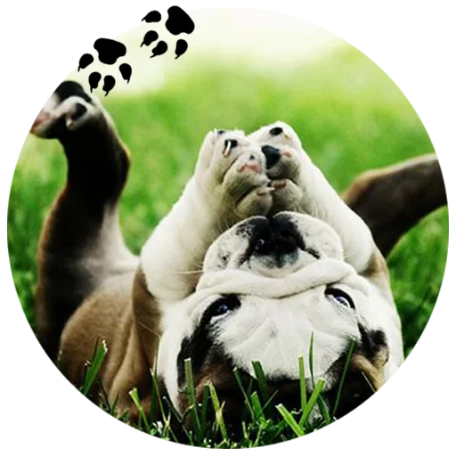 🐶 Стикер «Cute Dogs» для Telegram