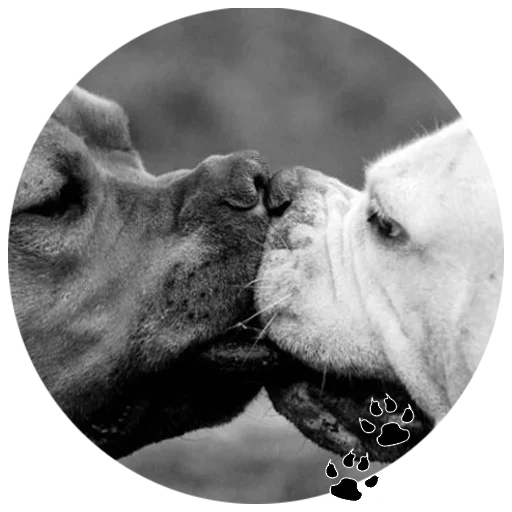 🐶 Стикер «Cute Dogs» для Telegram