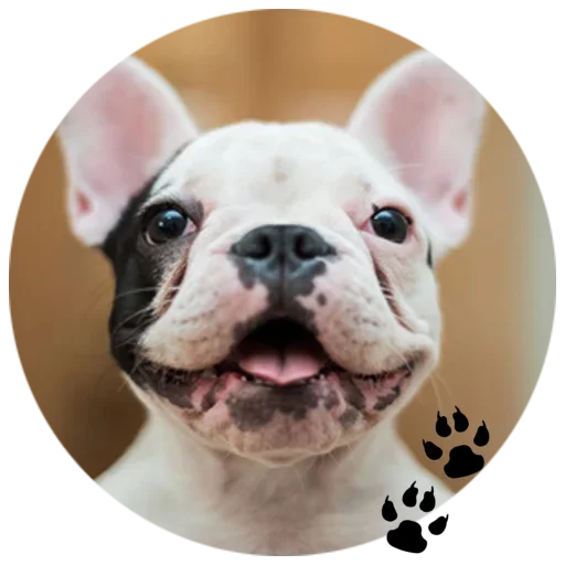 🐶 Стикер «Cute Dogs» для Telegram