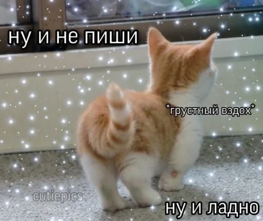🙄 Стикер «животные кьют» для Telegram