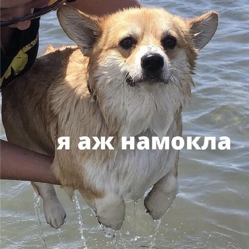 🫣 Стикер «животные кьют» для Telegram