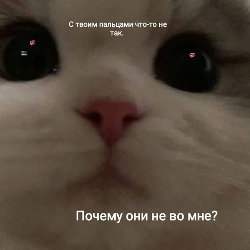 😳 Стикер «животные кьют» для Telegram
