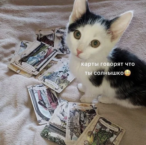 🤭 Стикер «животные кьют» для Telegram