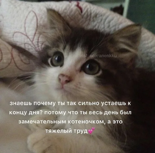 🥹 Стикер «животные кьют» для Telegram