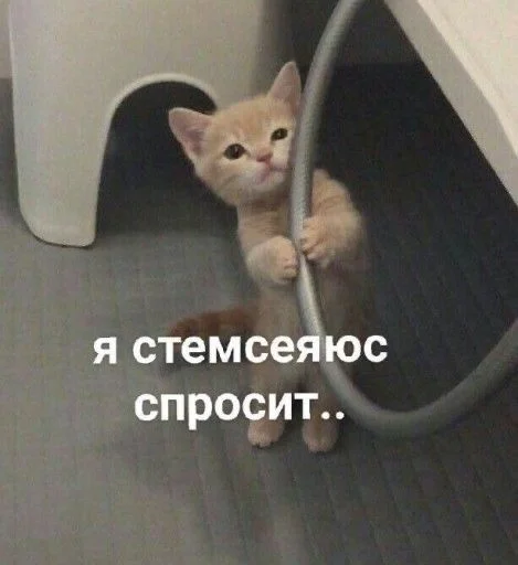 🥹 Стикер «животные кьют» для Telegram