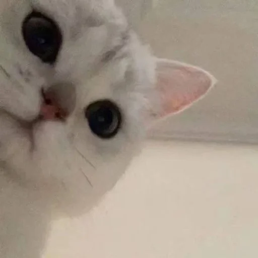 👀 Стикер «животные кьют» для Telegram