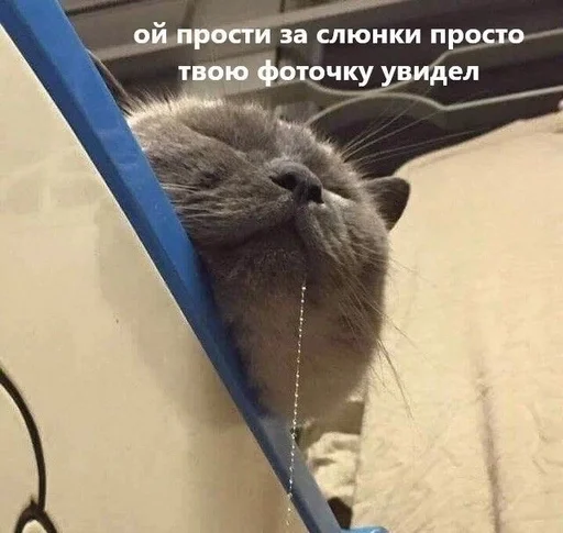 Стикерпак животные кьют для Telegram