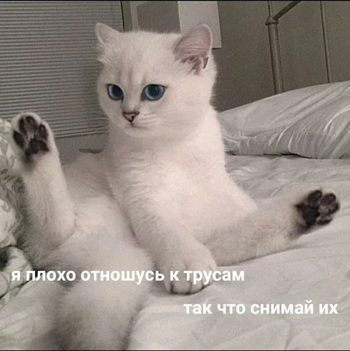 😏 Стикер «животные кьют» для Telegram