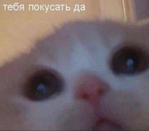😠 Стикер «животные кьют» для Telegram