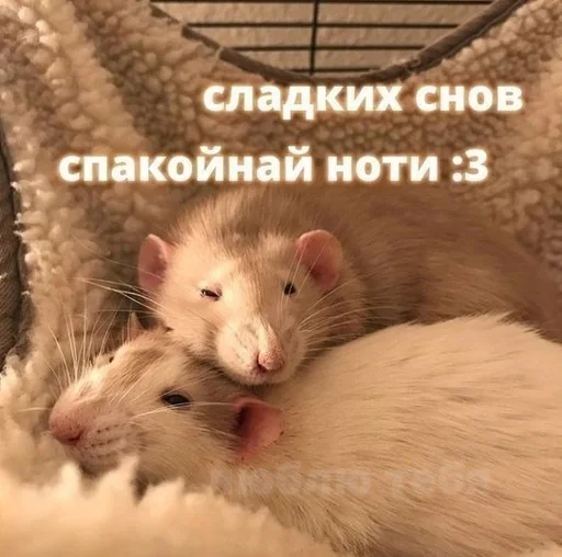 😴 Стикер «животные кьют» для Telegram