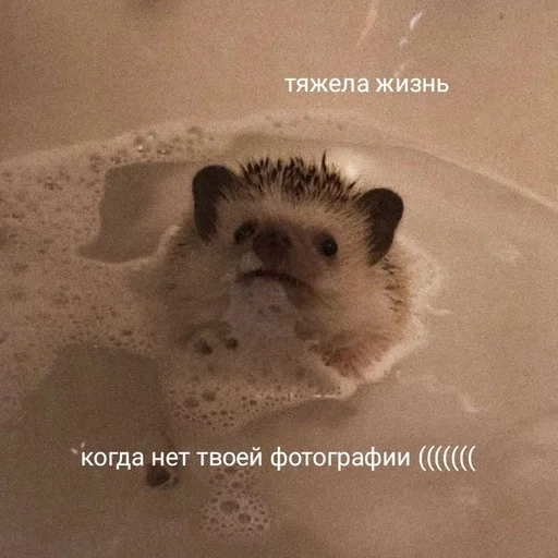 😔 Стикер «животные кьют» для Telegram