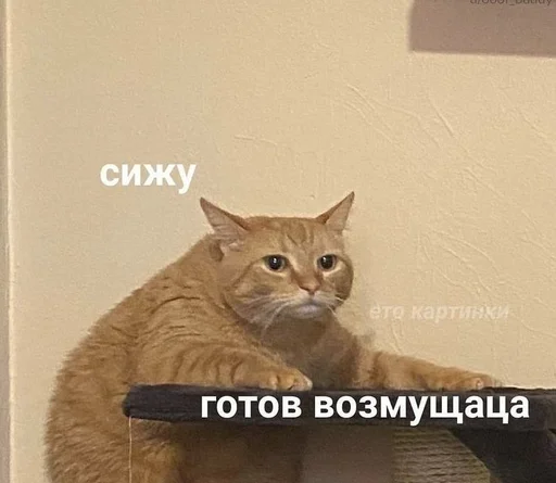 😐 Стикер «животные кьют» для Telegram