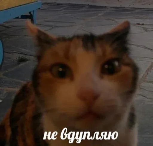 🤔 Стикер «животные кьют» для Telegram