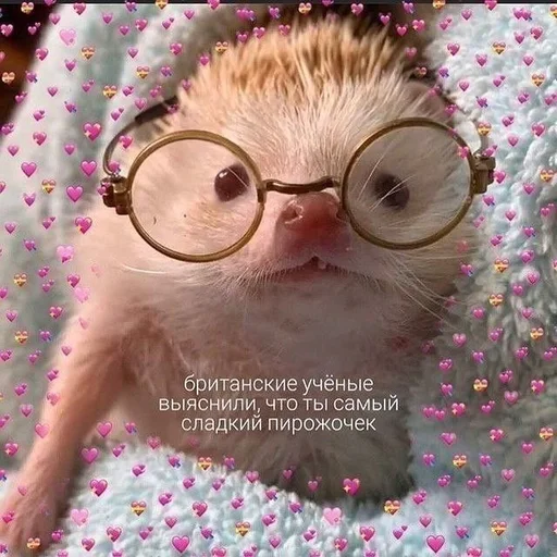 🥹 Стикер «животные кьют» для Telegram