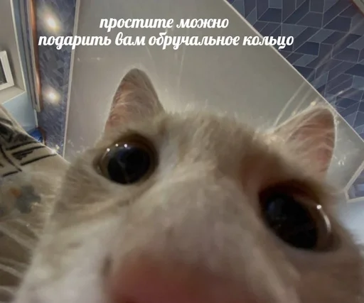 🥺 Стикер «животные кьют» для Telegram