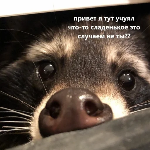 🥺 Стикер «животные кьют» для Telegram