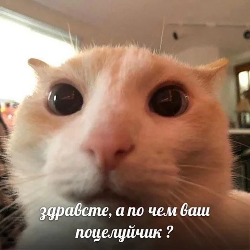🤭 Стикер «животные кьют» для Telegram