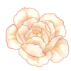 Обложка набора flowers - цветочки