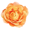 Стикер 11 flowers - цветочки