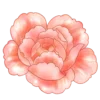 Стикер 4 flowers - цветочки