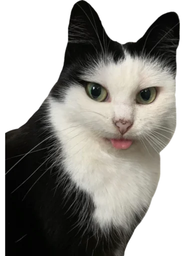 😛 Стикер «Cute_vol.3» для Telegram