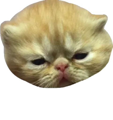 😐 Стикер «Cute_vol.3» для Telegram
