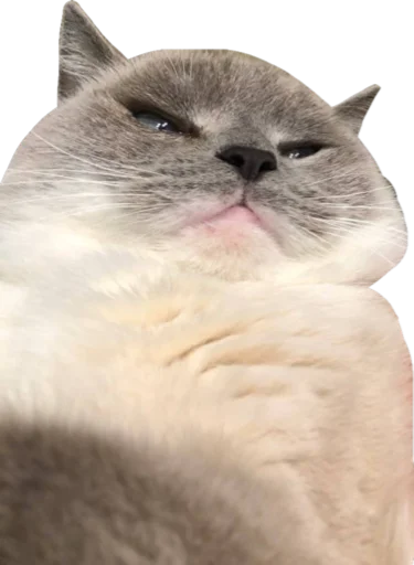 😠 Стикер «Cute_vol.3» для Telegram