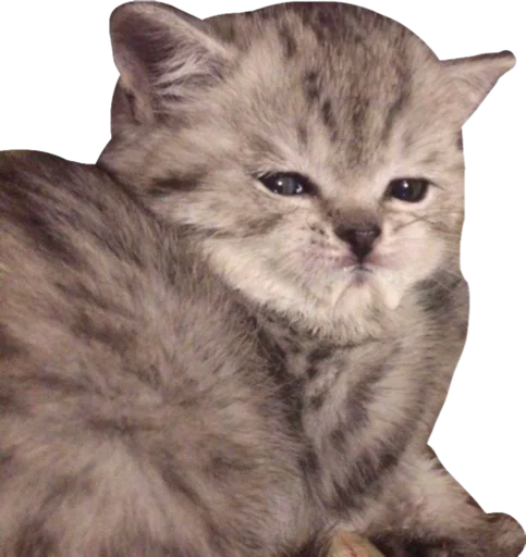 😩 Стикер «Cute_vol.3» для Telegram