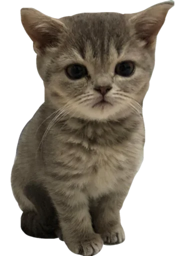 🙁 Стикер «Cute_vol.3» для Telegram