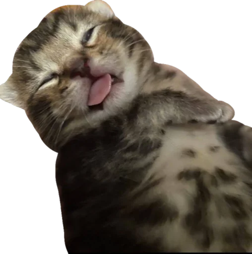 😵 Стикер «Cute_vol.3» для Telegram