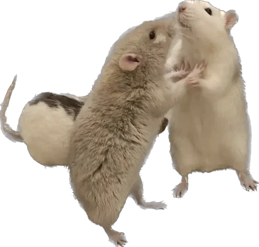 🐀 Стикер «Cute_vol.3» для Telegram