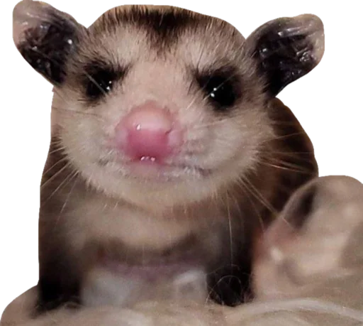 😣 Стикер «Cute_vol.3» для Telegram