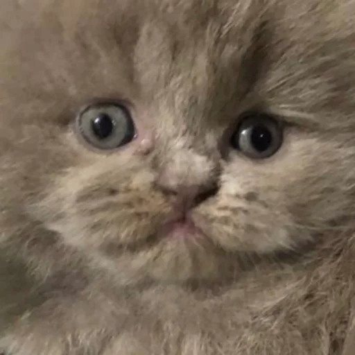 😳 Стикер «Cute_vol.3» для Telegram