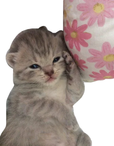 😼 Стикер «Cute_vol.3» для Telegram