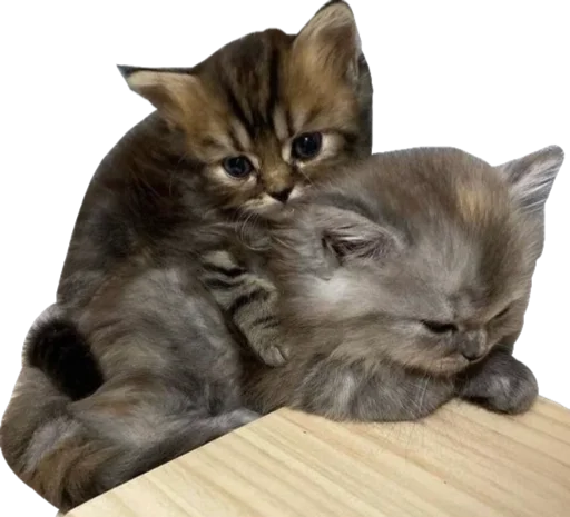 😴 Стикер «Cute_vol.3» для Telegram