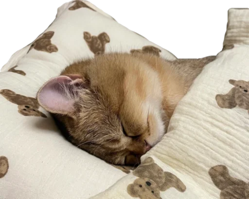 🛏 Стикер «Cute_vol.3» для Telegram