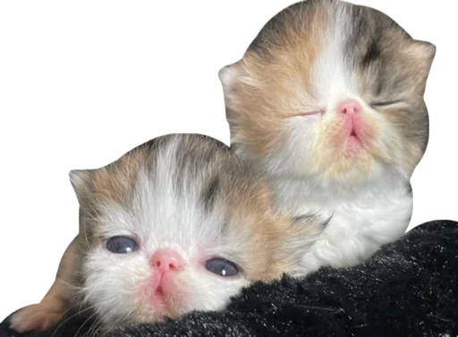 😮‍💨 Стикер «Cute_vol.3» для Telegram