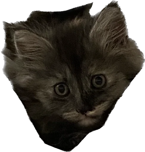😯 Стикер «Cute_vol.3» для Telegram