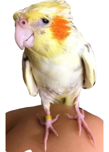 🦜 Стикер «Cute_vol.3» для Telegram